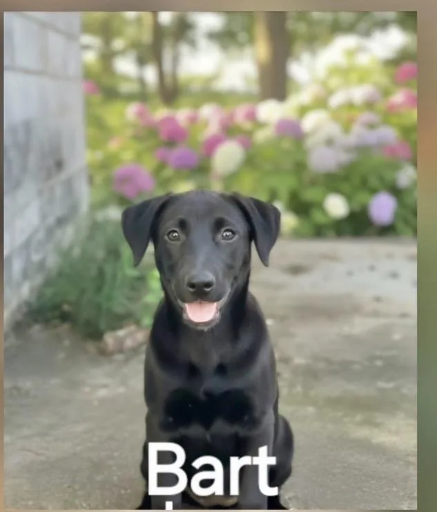 A baby medium-sized male German Shepherd Dog dog named Bart for adoption in Manchester, CT