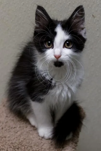A baby small-sized male Domestic Long Hair cat named Leroy for adoption in Verona, WI