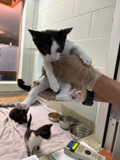 A baby small-sized male Domestic Short Hair cat named Cheddar for adoption in Washington, DC