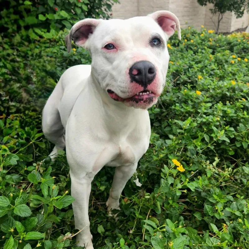 An adult medium-sized female White / Cream Pit Bull Terrier dog named Aspen JuM for adoption in Austin, TX
