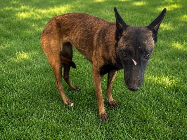 A young large-sized female Belgian Shepherd / Malinois dog named Sabrina for adoption in Lancaster, CA