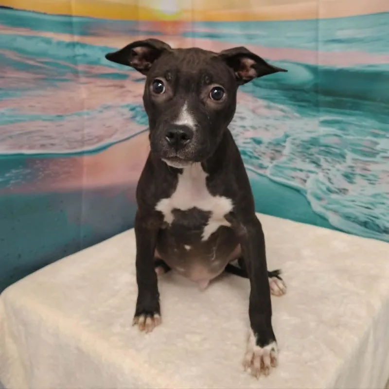 A baby large-sized male Black Pit Bull Terrier dog named Howie for adoption in Griswold, CT