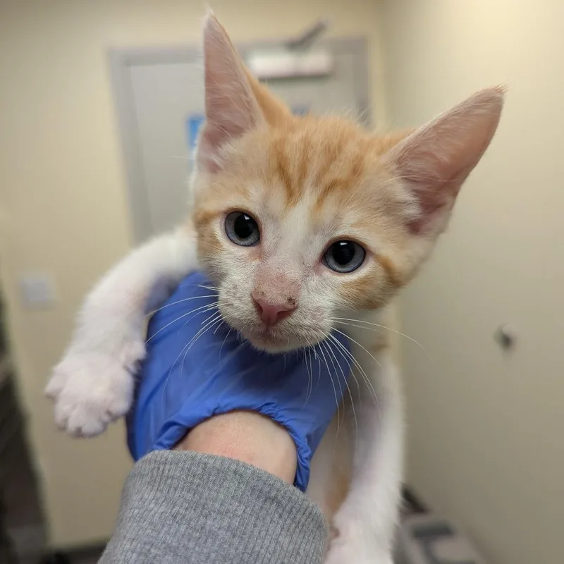 A young medium-sized male Orange / Red Domestic Short Hair cat named Beans for adoption in Chesapeake, VA
