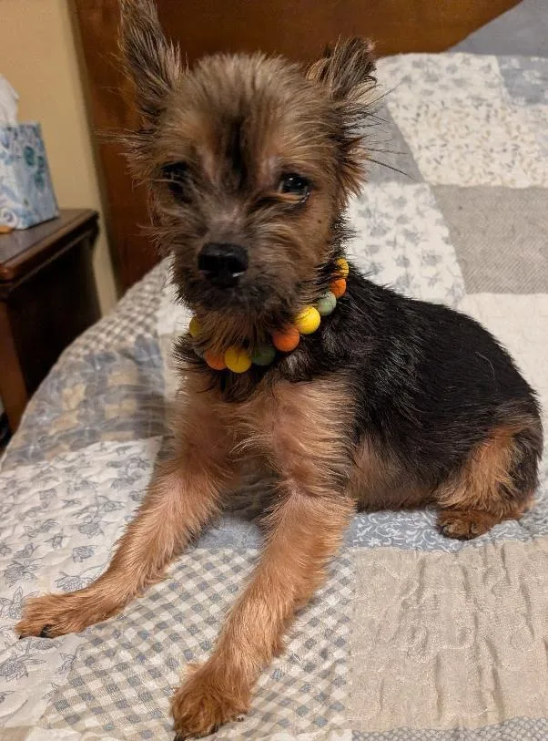 An adult small-sized female Black Yorkshire Terrier dog named Molli for adoption in Watertown, CT