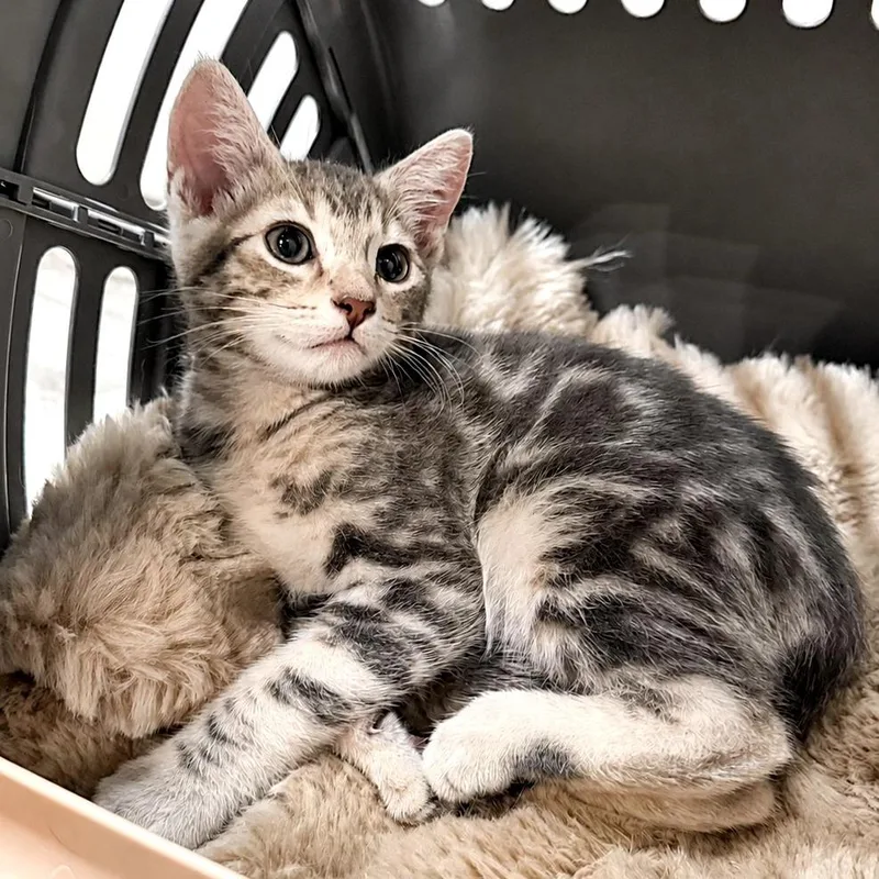 A baby small-sized male Gray / Blue / Silver Domestic Short Hair cat named Quinn for adoption in Long Beach, CA
