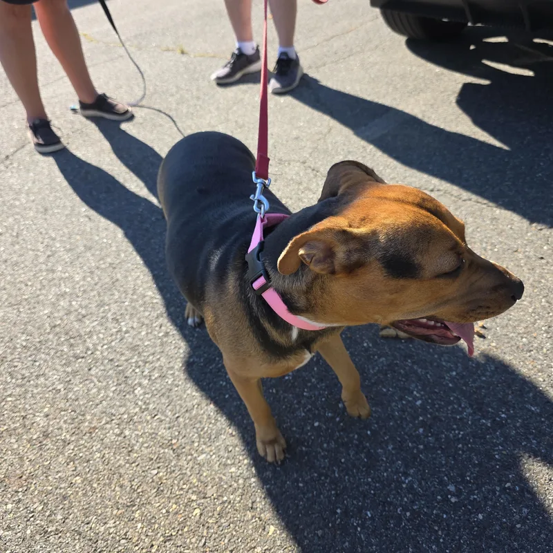 A young medium-sized female Mixed Breed dog named ChinaSugar for adoption in Paramus, NJ