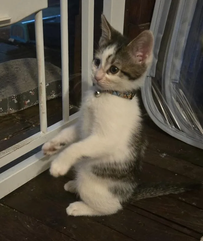 A baby medium-sized male White Domestic Short Hair cat named Casey for adoption in Cleveland, OH