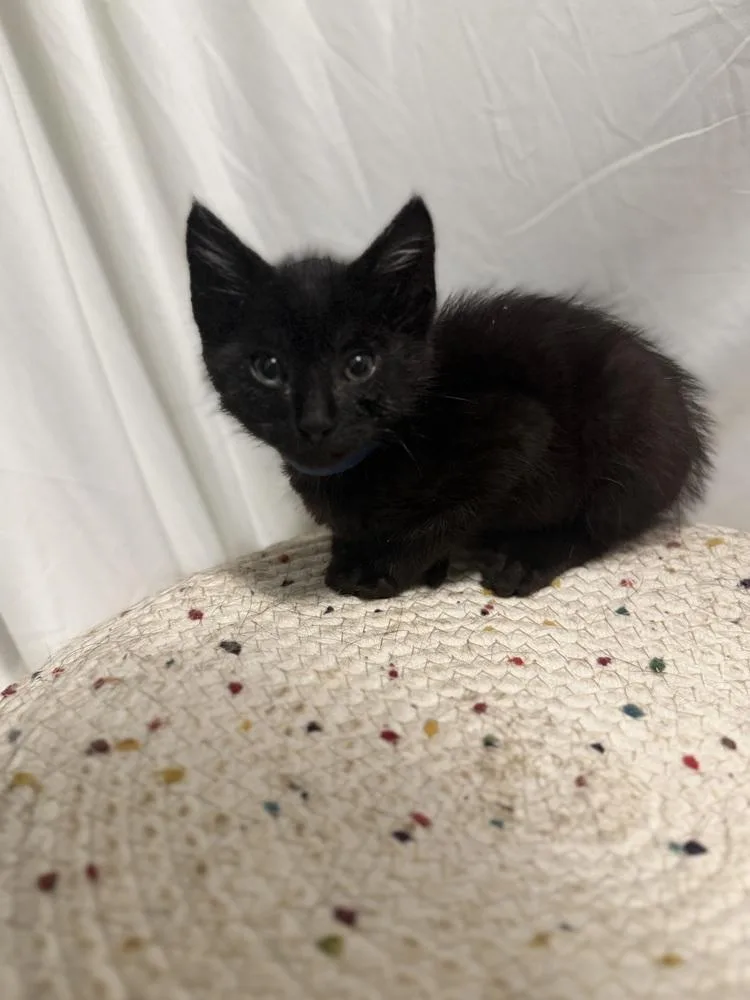A baby small-sized male Black Domestic Short Hair cat named Mr. Darcy for adoption in Palatine, IL