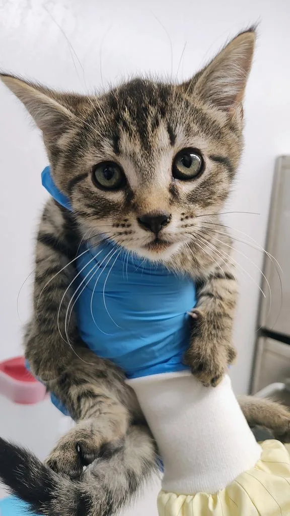 A baby small-sized male Domestic Short Hair cat named Ting Tang for adoption in Grants Pass, OR