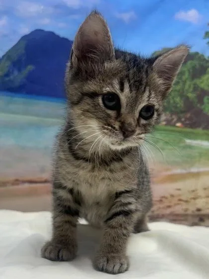A baby small-sized male Domestic Short Hair cat named Wash for adoption in San Antonio, TX