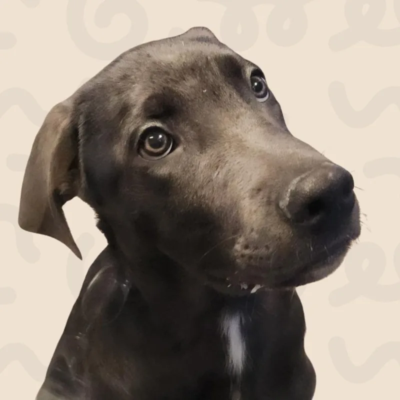 A baby medium-sized male German Shepherd Dog dog named Saylor for adoption in Reno, NV