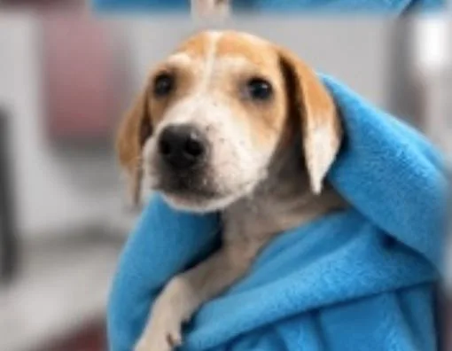 A baby medium-sized female Yellow / Tan / Blond / Fawn English Coonhound dog named Sasah for adoption in Partlow, VA