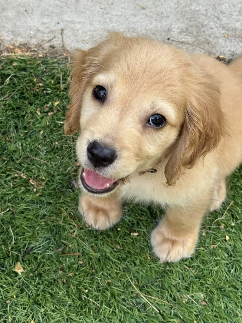 A baby large-sized male Cocker Spaniel dog named Queso for adoption in Fort Worth, TX