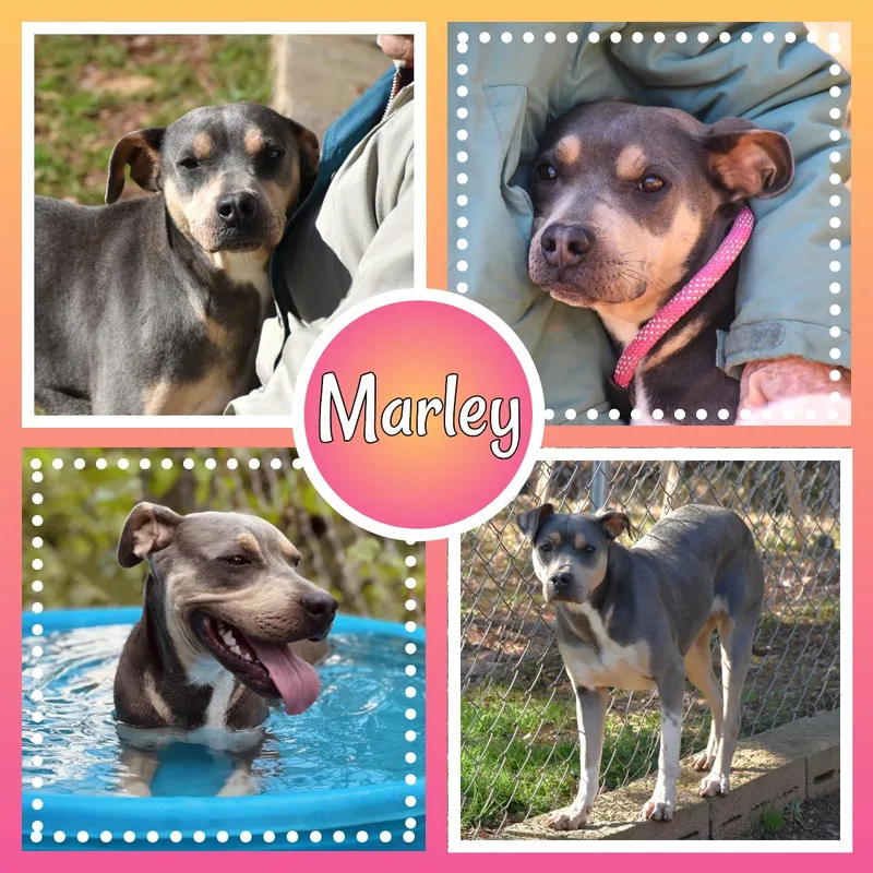 Marley