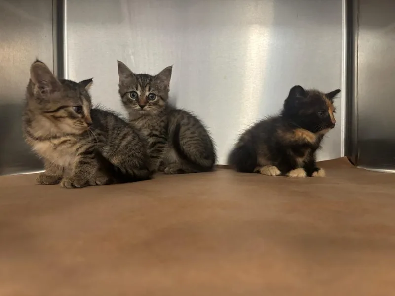 A baby small-sized female Domestic Short Hair cat named Ellie for adoption in Cartersville , GA