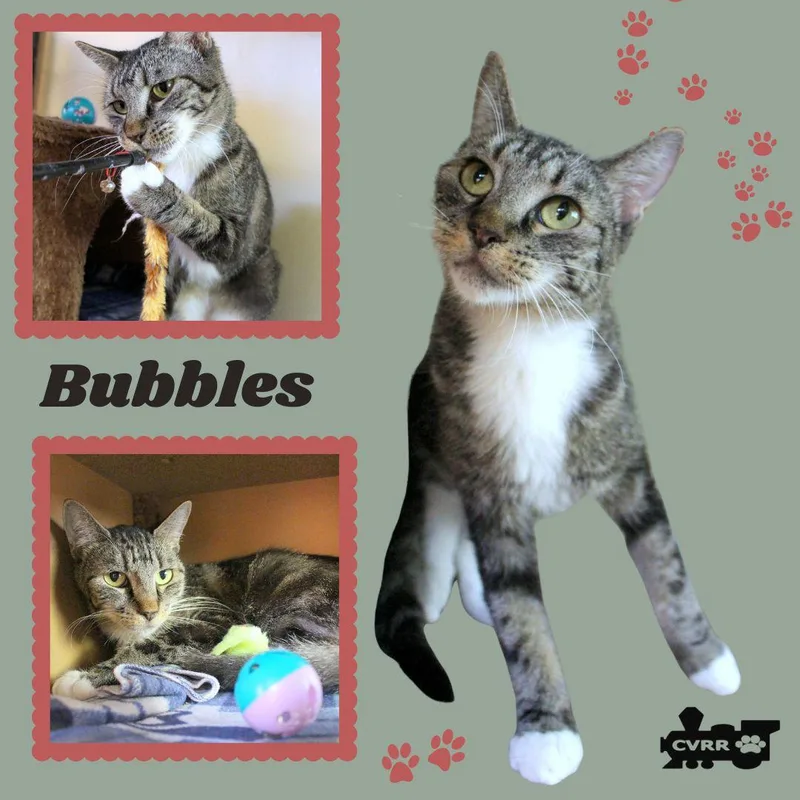 An adult medium-sized female Tabby cat named Bubbles for adoption in LINDSAY, CA