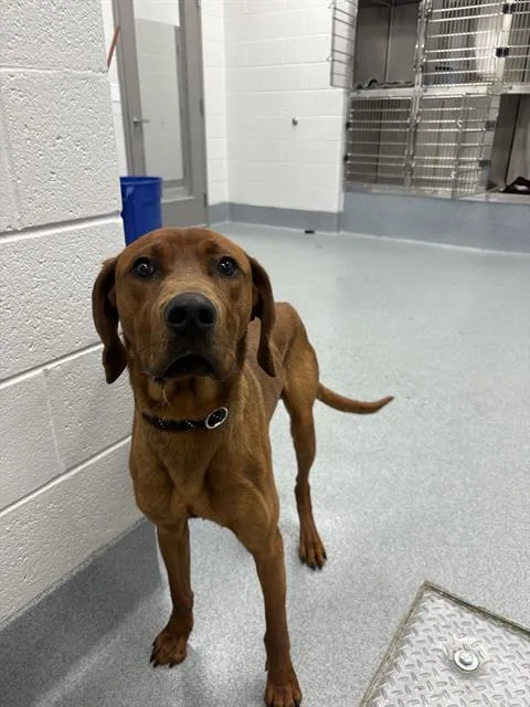 A young medium-sized male Bloodhound dog named Cinnamon for adoption in Indianapolis, IN