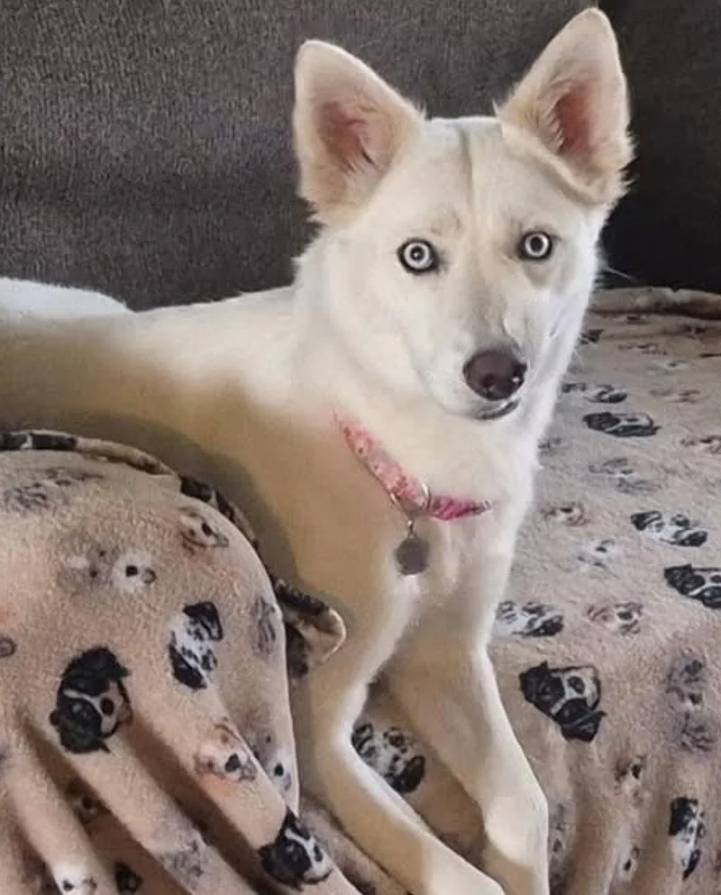 An adult medium-sized female Siberian Husky dog named Charlotte for adoption in Omaha, NE