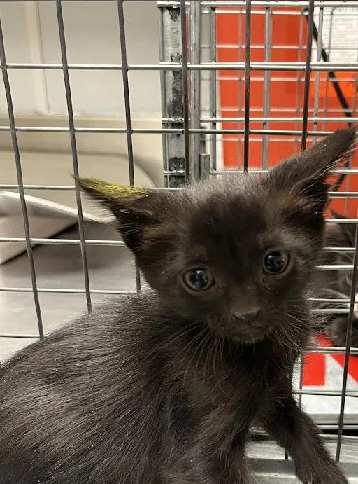A baby small-sized female Domestic Short Hair cat named Sophie for adoption in Las Vegas, NV