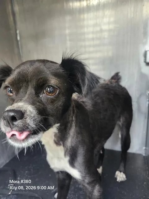 An adult small-sized female Chihuahua dog named Jessica for adoption in San Antonio, TX