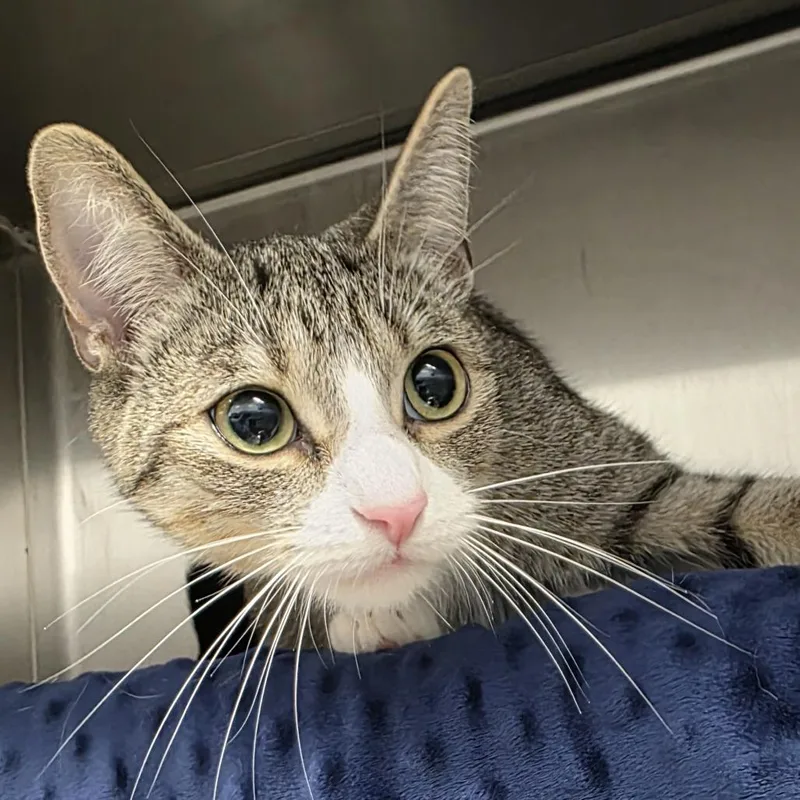 A young medium-sized female Gray / Blue / Silver Domestic Short Hair cat named Piper for adoption in Fort Wayne, IN