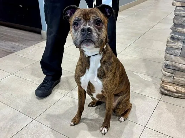An adult large-sized female Boxer dog named Apache for adoption in Garland, TX