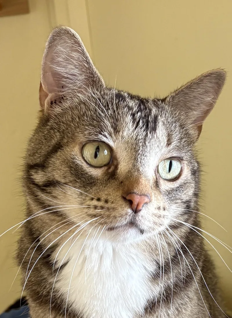 A young medium-sized male Tabby (Gray / Blue / Silver) Tabby cat named Pepper for adoption in Prescott, AZ