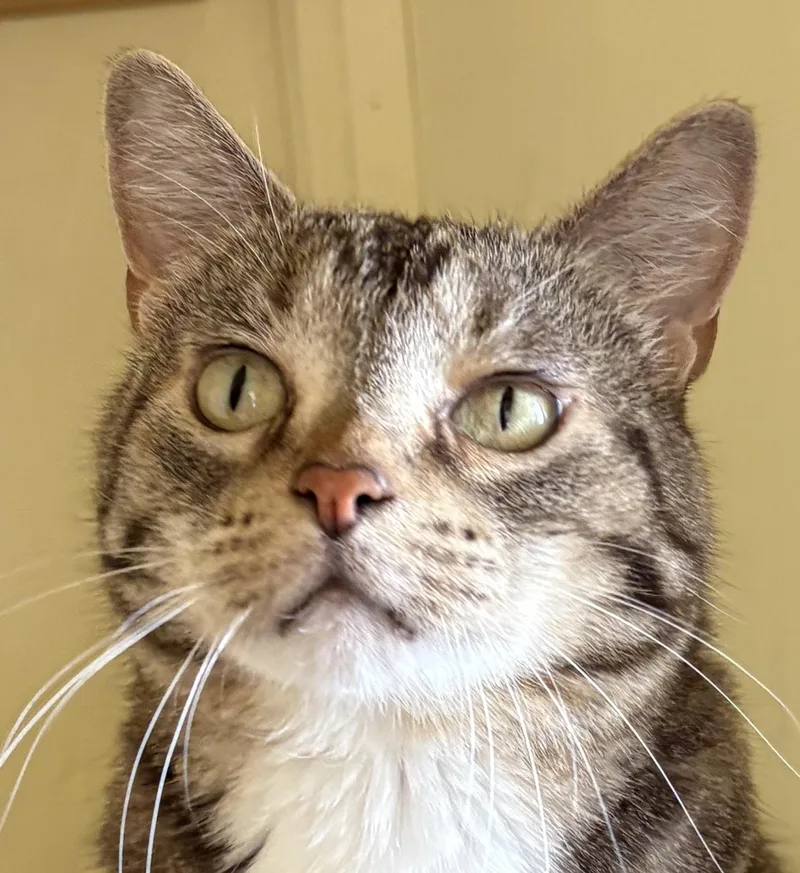 Pepper thumbnail 4