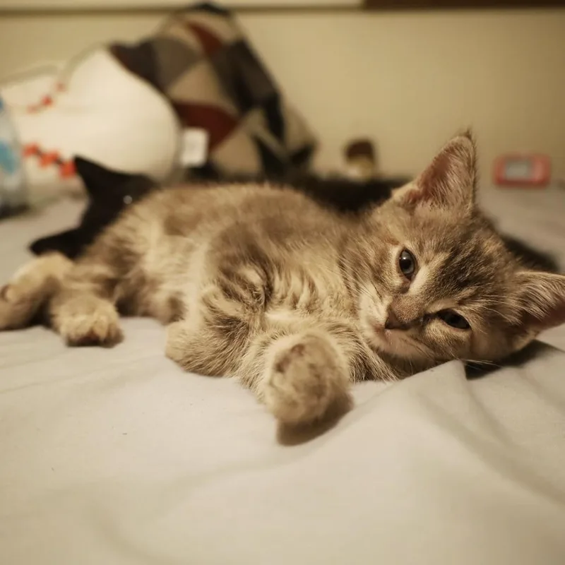 A baby small-sized female Gray / Blue / Silver Domestic Short Hair cat named Allen for adoption in Rochester, MN