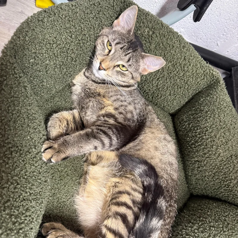 A young medium-sized female Tabby (Brown / Chocolate) American Shorthair cat named Tibby for adoption in Highland Park, NJ