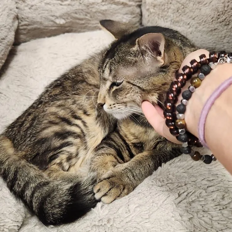 Tibby thumbnail 2