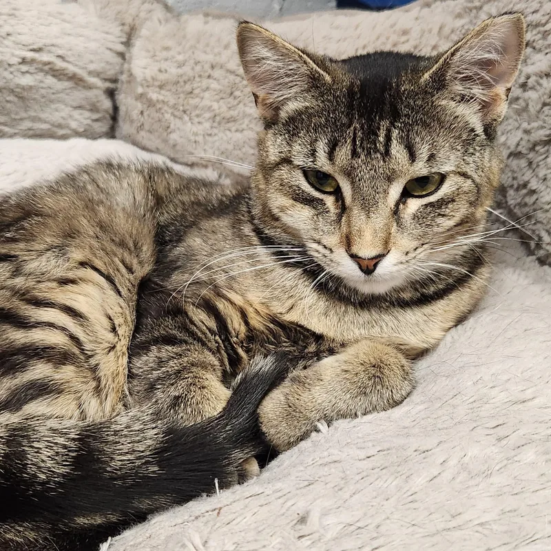 Tibby thumbnail 3