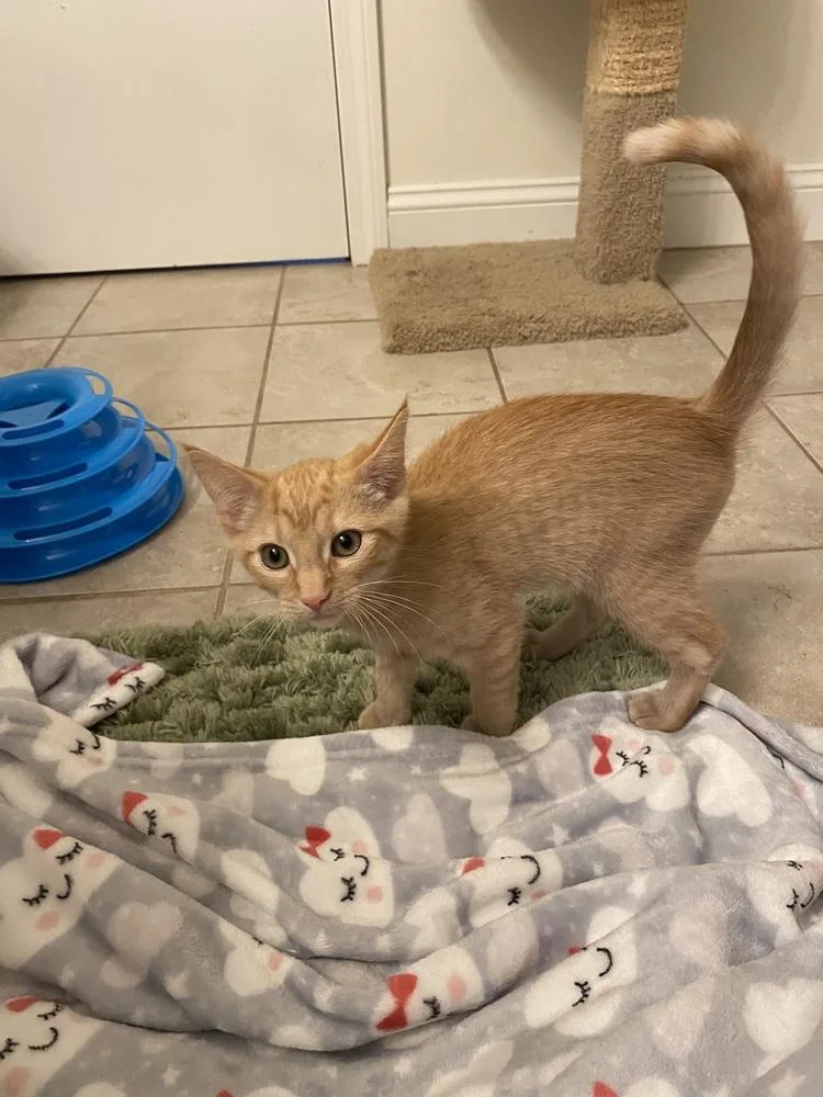 A baby small-sized male Gray / Blue / Silver Domestic Short Hair cat named Ross w Chandler for adoption in Duxbury, MA
