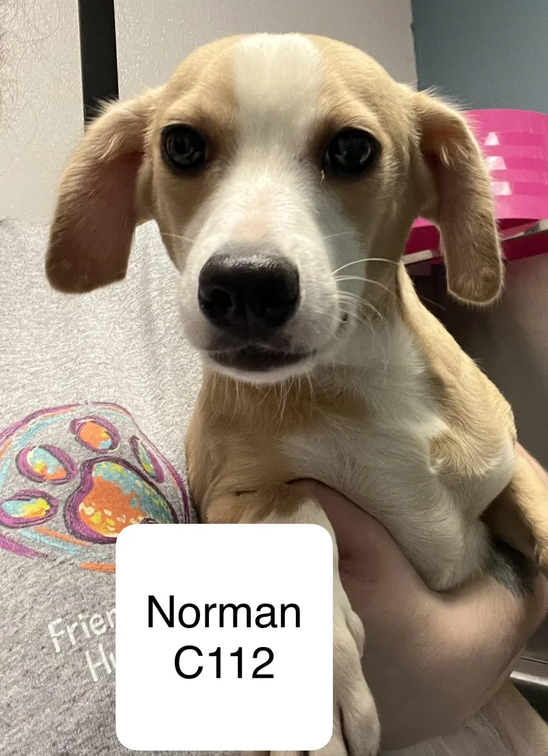 An adult small-sized male Yellow / Tan / Blond / Fawn Terrier dog named Norman C for adoption in Morganton, NC