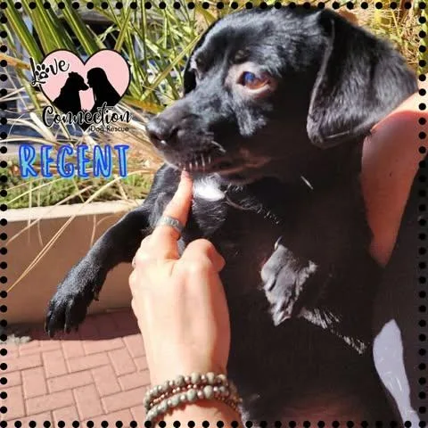 A baby small-sized male Black Chihuahua dog named Regent for adoption in Gilbert, AZ