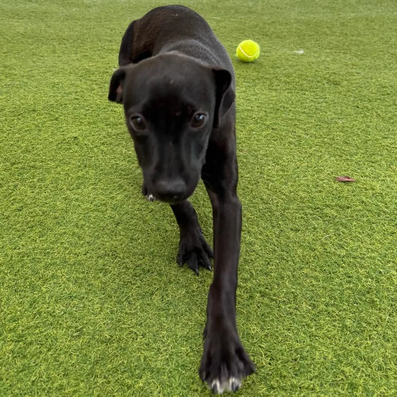A baby small-sized female Black Mixed Breed dog named Buffy for adoption in LOXAHATCHEE, FL
