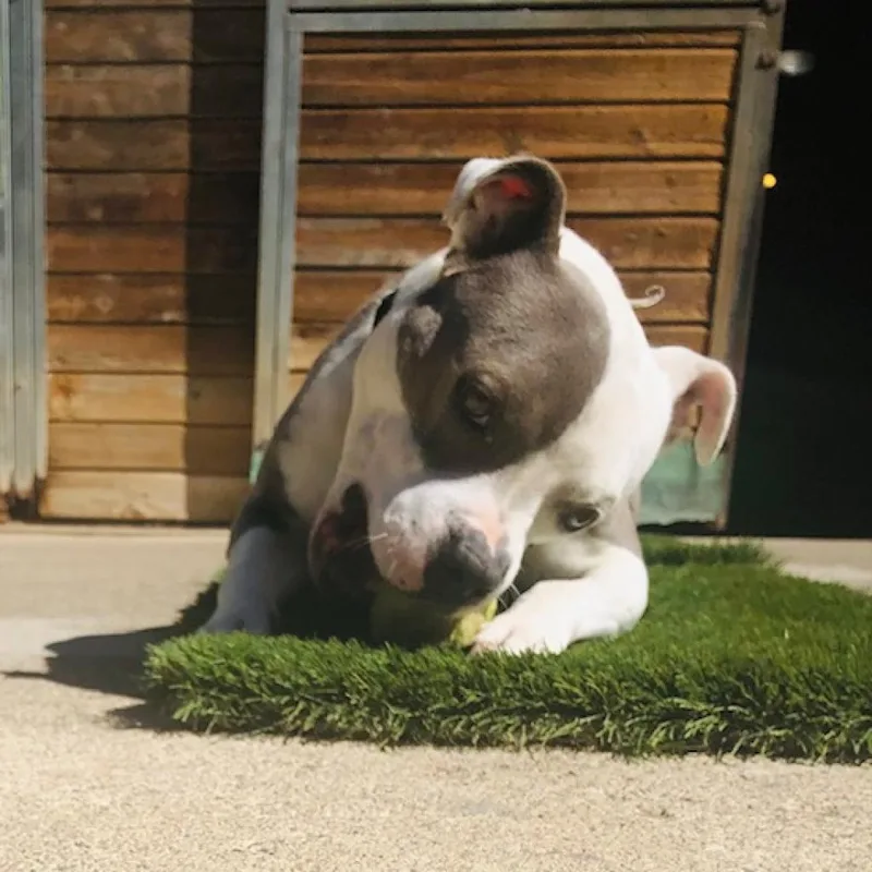A senior medium-sized male White / Cream American Staffordshire Terrier dog named Bazinga for adoption in Point Richmond, CA