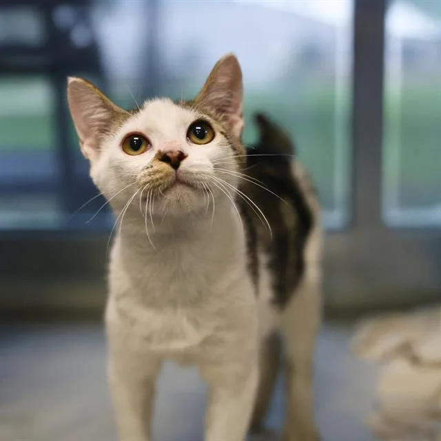 A baby small-sized male Domestic Short Hair cat named Miguel for adoption in San Antonio, TX