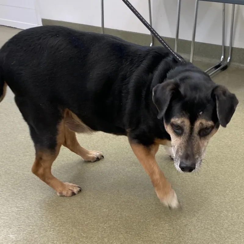 A senior medium-sized male Brown / Chocolate Beagle dog named Rolls for adoption in Harrisonburg, VA