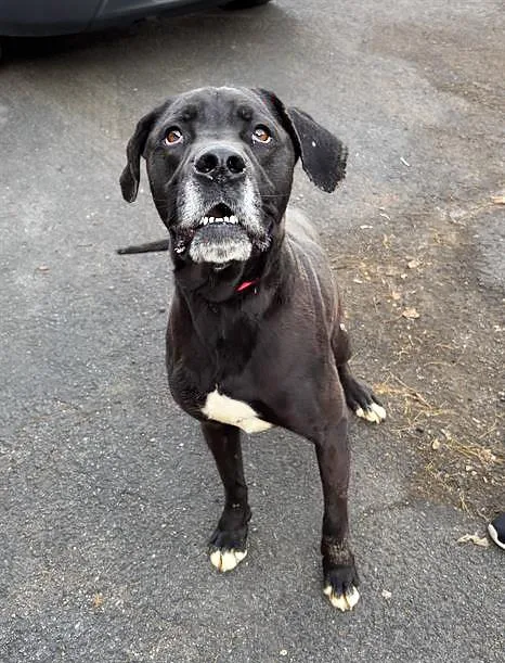 A senior large-sized male Black Mixed Breed dog named Mint Chip for adoption in Nashville, TN