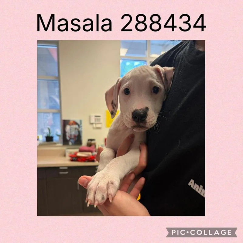 A baby medium-sized female White / Cream Dalmatian dog named Masala Now Maddie for adoption in Douglasville, GA
