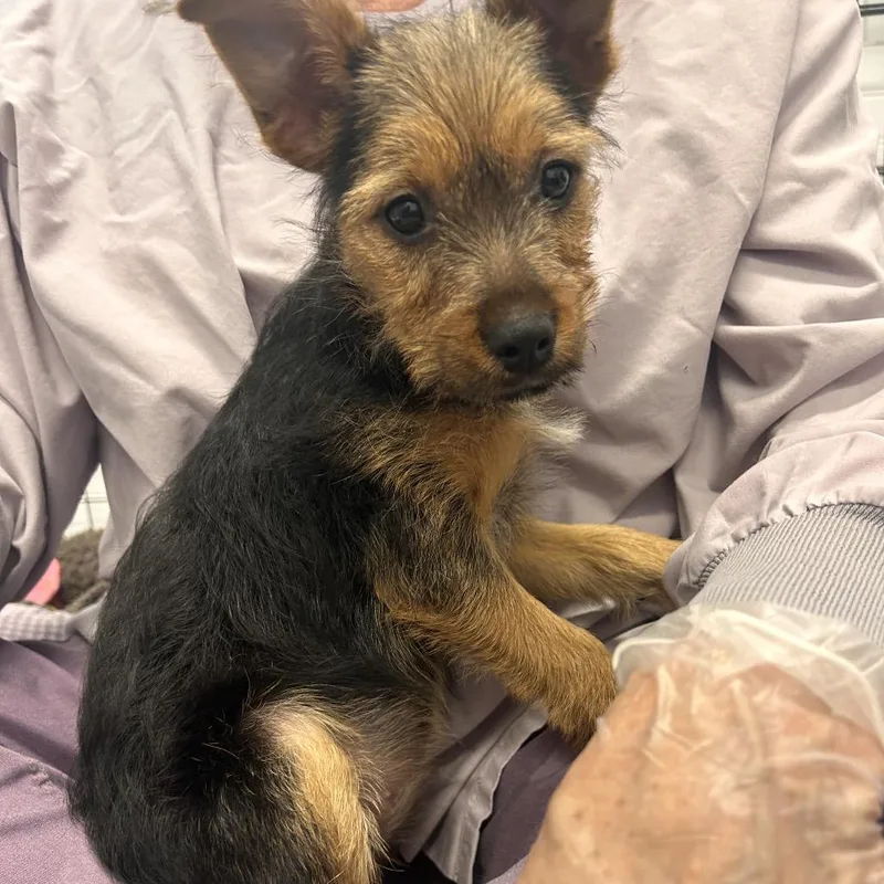 A baby small-sized female Black Mixed Breed dog named Bristol for adoption in Wheeling, IL