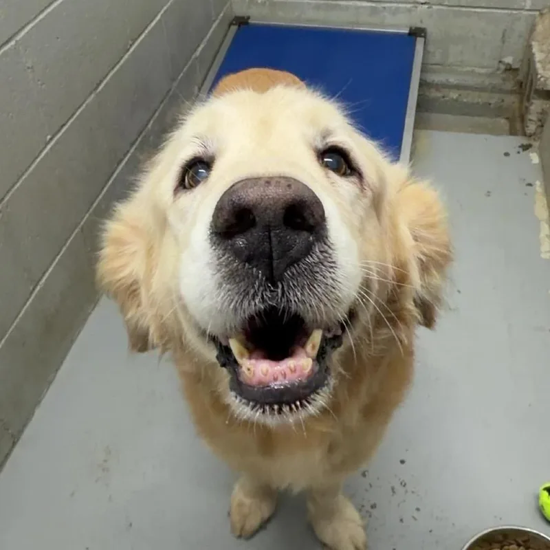 A senior large-sized male Golden Retriever dog named Norman for adoption in Henderson, KY