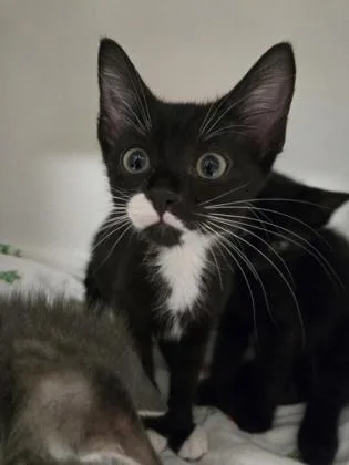 A baby small-sized male Domestic Short Hair cat named Breadstick for adoption in Savannah, GA