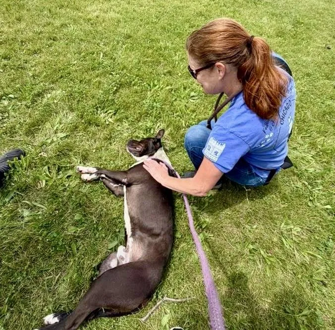 An adult medium-sized male Black Pit Bull Terrier dog named Omelet for adoption in Chicago, IL