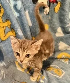 A baby small-sized female Domestic Short Hair cat named June for adoption in Camarillo, CA