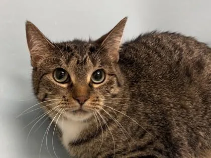 An adult small-sized female Domestic Long Hair cat named Little One for adoption in Woodbury, MN