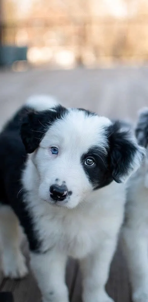 Timberlake thumbnail 3