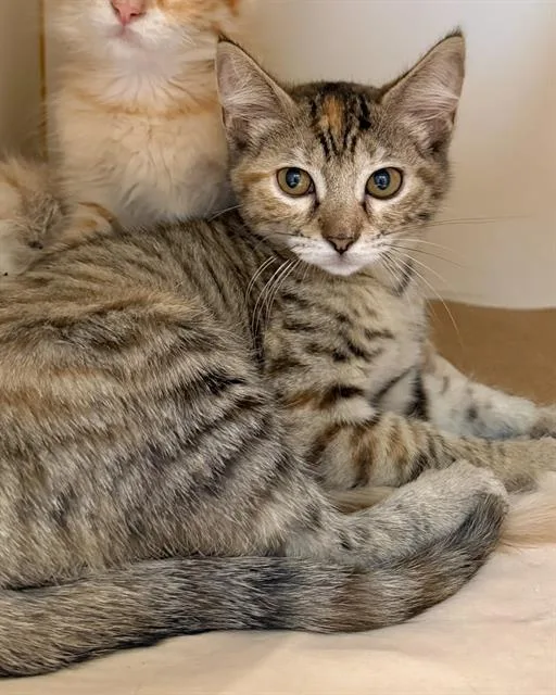 A baby medium-sized female Domestic Short Hair cat named Nutmeg for adoption in Brewster, MA