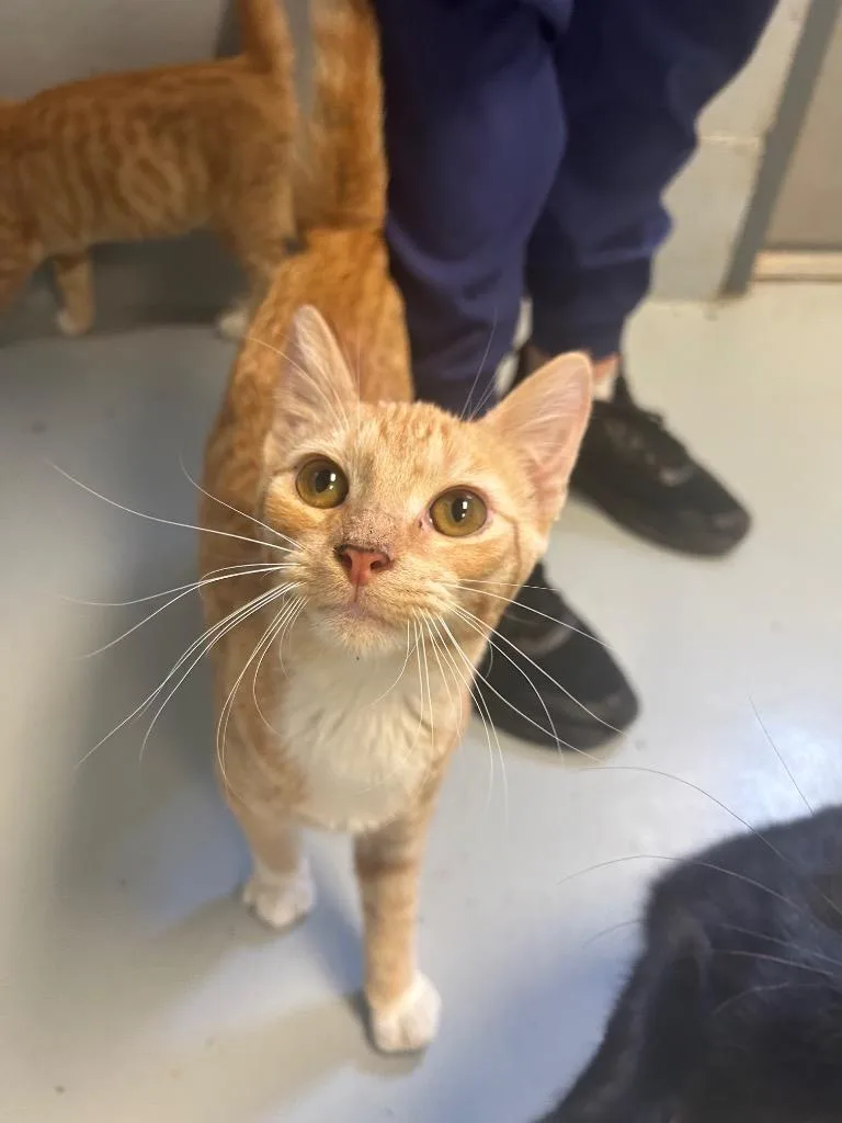A baby small-sized male Domestic Short Hair cat named Noah for adoption in Greenwood, MS